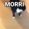 Gatos Bugados Memes 9