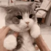 🐾❤️Gatitos para ti😻😽 2 9