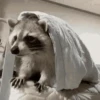 Animais para chat 12