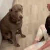 Perritos Mov 1 🐕🐶🐾 11