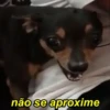 Pinchers e Chihuahuas 5