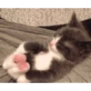 Cute cat 13
