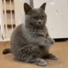 Animals 10