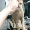 Gatos Bugados Memes 13
