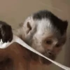 Monkeys 29