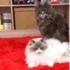 Animais para chat 7