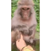 Monkeys 30