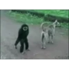 Monos cool @elvalledelassombras :: @fStikBot 6