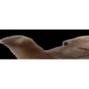 Daniel 5