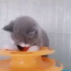 CatSticker 5