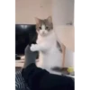 Kitty cat 5