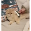 Cats Compilation 5
