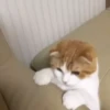 kittysnewpack 5
