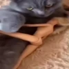 Kittens 5