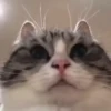 VideoKomaru2 6