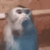 Monkey 5