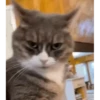 Kitty cat 7