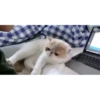 Cats Compilation 6