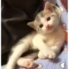 kitty 5