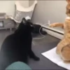 Kitty cat 8