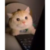 cat unic mass 8