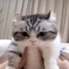 VideoKomaru2 7