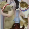 kittysnewpack 7