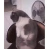 Cats Compilation 7