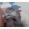 Kitten 6