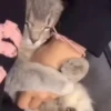 kittysnewpack 8