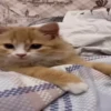 Kittens 7