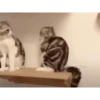 Kitten 7