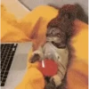 Kitty cat 13