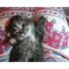 Cats Compilation 8