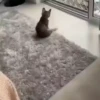 Kittens 8