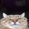 Kittens 9