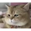 Kitty cat 14