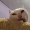 Kittens 10
