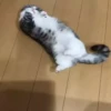 VideoKomaru2 10