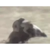 Monkey 6