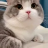 kittysnewpack 9