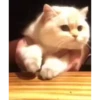 Kitten 9