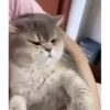 Kitten 10