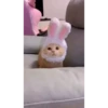 Cats Compilation 10