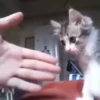 kitten club 18
