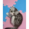 Kitten 12