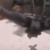 Monkey 8