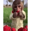 Monkey 9