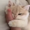 Kittens 12