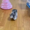 @sherstperep CATs 1.0 7